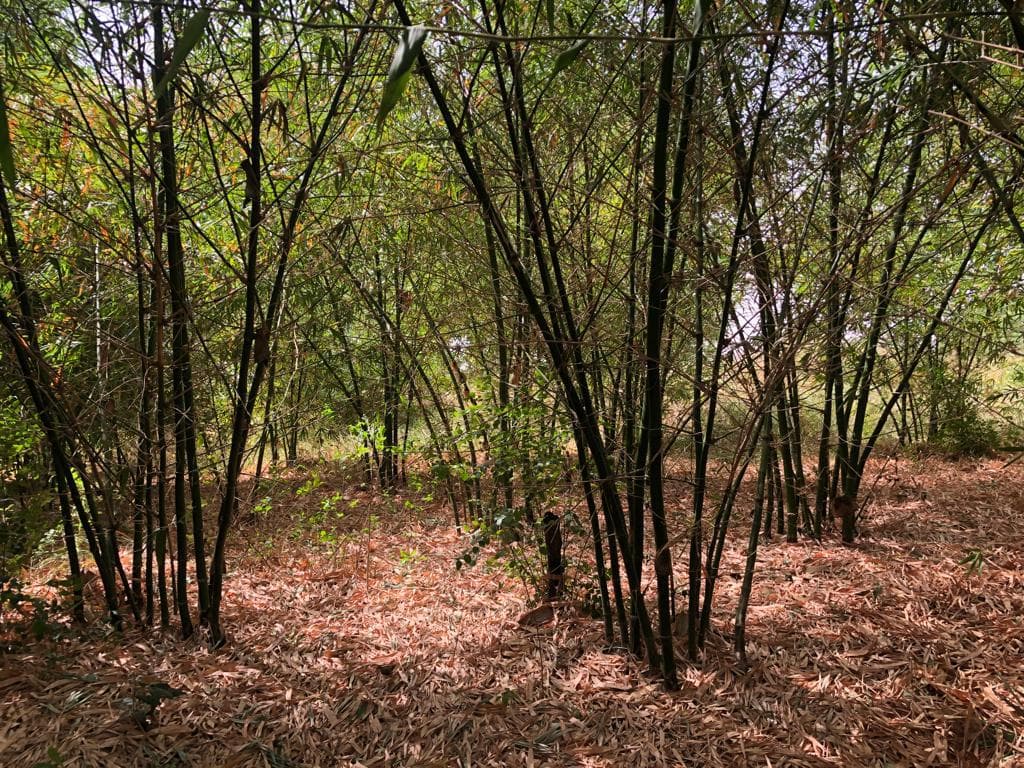 Bamboo cultivation at Kwamang-Jeduako